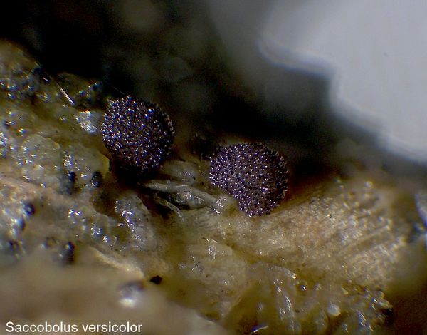  saccobolus versicolor